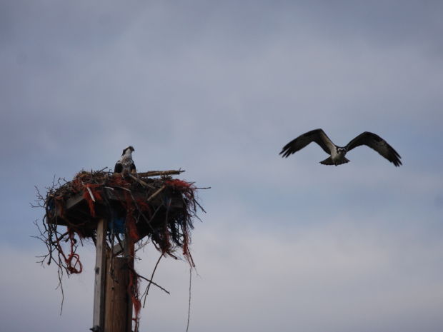 Birds